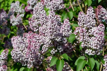 Blue lilac variety “Woodland Blue" flowering in a garden. Latin name: Syringa Vulgaris..