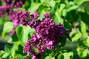 Purple lilac variety “Etna" flowering in a garden. Latin name: Syringa Vulgaris..