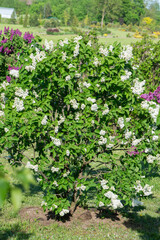 White lilac variety “John Kennedy" flowering in a garden. Latin name: Syringa Vulgaris..