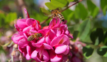 
A workaholic bee collects nectar in spring from acacia and linden flowers in flight.