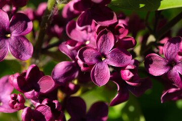 Purple lilac variety “Pasteur" flowering in a garden. Latin name: Syringa Vulgaris..