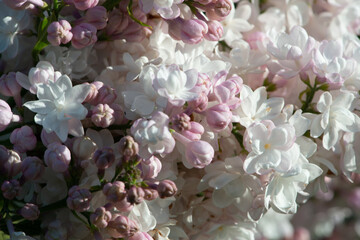 Pink lilac variety “Krasavitsa Moskvy" flowering in a garden. Latin name: Syringa Vulgaris..
