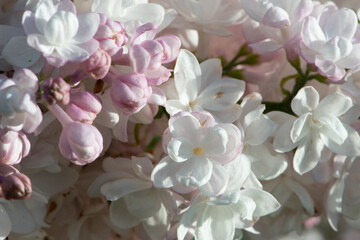 Pink lilac variety “Krasavitsa Moskvy" flowering in a garden. Latin name: Syringa Vulgaris..