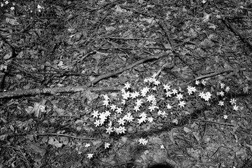 snow drops in forest on spring time. black and white