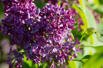 Purple lilac variety “President Massart" flowering in a garden. Latin name: Syringa Vulgaris..