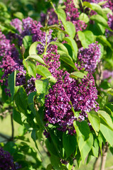 Purple lilac variety “President Massart" flowering in a garden. Latin name: Syringa Vulgaris..