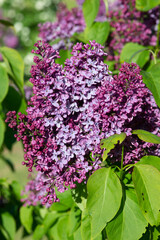 Purple lilac variety “President Massart" flowering in a garden. Latin name: Syringa Vulgaris..