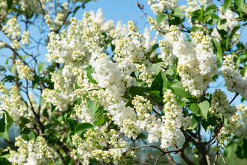 White lilac variety “Jeanne d’Arc" flowering in a garden. Latin name: Syringa Vulgaris..