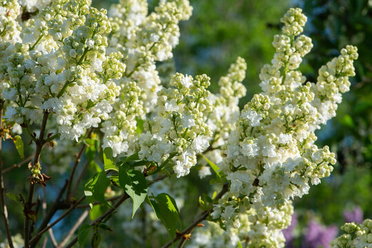 White lilac variety &ldquo;Monique Lemoine" flowering in a garden. Latin name: Syringa Vulgaris..