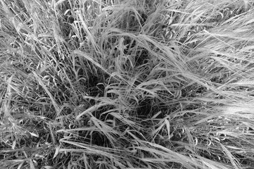 Wheat field close-up with blur effect in black and white.
