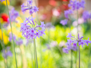 detail of a pink hyacinth flower with blurred background