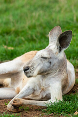 Red Kangaroo