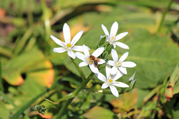 Fototapeta premium spring flowering of bright flowers