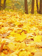 Beautiful autumn landscape with yellow falled leaves and blurred trees.Bright golden foliage in the park. Falling leaves natural background .Autumn season concept.Selective focus