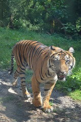 Fototapeta na wymiar Siberian tiger (Panthera tigris altaica)