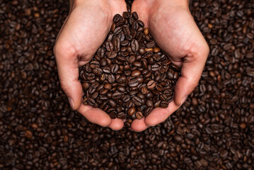 Fresh roasted coffee beans in hands from above