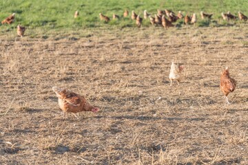Brown chickens live outdoors at bio poultry farm grass meadow. Rural agriculture scene with free happy hens outdoor. Ecological animal farming and self sufficiency by sustainable fowl livestock