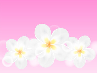 Three plumeria flowers on a pink background. Vector stock illustration for card or poster