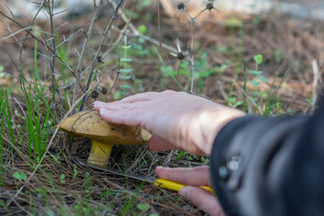 Hand with a knife cutting a yellow 