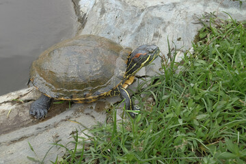 Obraz premium Brazilian Red eared slider turtles.