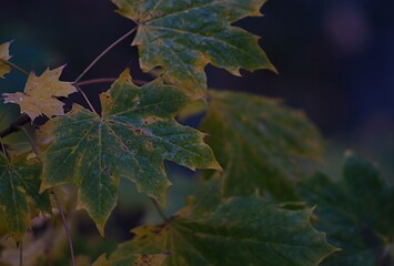 maple leaves in autumn