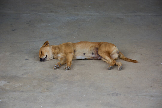 slepping dog. 