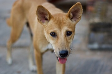 Female dog macro.
