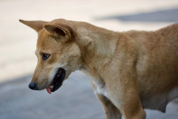 Female dog macro.
