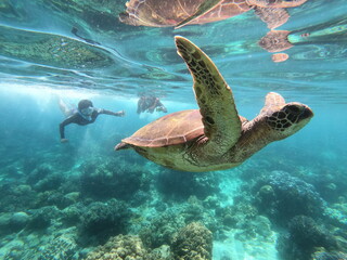 Obraz na płótnie Canvas Underwater shot Diving and Chasing Sea Turtle.. Swimming Tortoise. 