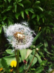 Closeup white fluffy dandelion with flying seeds with green background