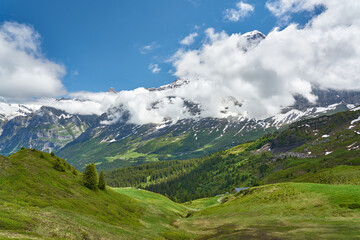 Fototapeta na wymiar Swiss Alps landscape with meadow, snowy mountains and green nature. Taken in Grindelwald mountains, Mannlichen - Alpiglen Trail, Switzerland.