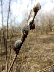 Spring willow branch in early spring