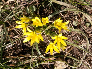 Yellow spring flowers close-up on a spring flowerbed