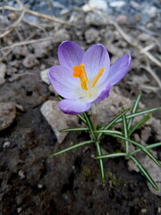 Blue spring crocus close-up on a flowerbed in spring