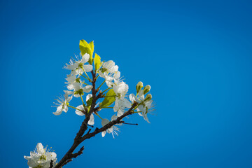 White cherry blossom over blue sky