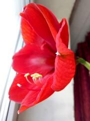 Bright scarlet lily flower in early spring at the cottage