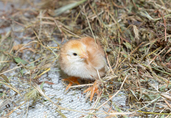 Little chicken in the nest just born