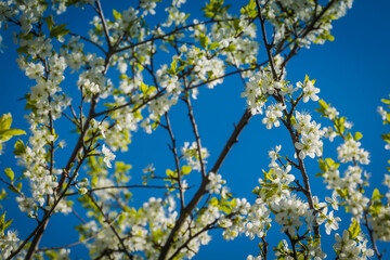 White cherry blossom over blue sky