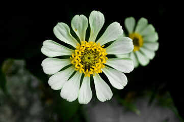Fototapeta premium white daisy flower