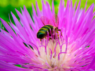 Purple Cornflower and bee