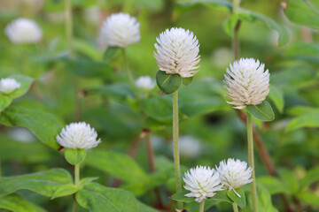 Close up of white amaranth flower, Nature background