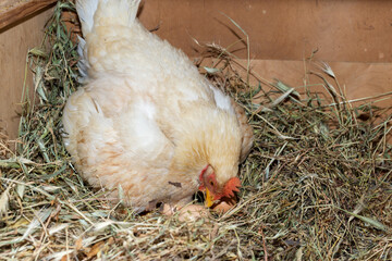 A chicken lies in its nest with eggs.