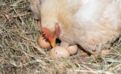 A chicken lies in its nest with eggs.