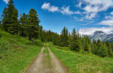 Fototapeta premium Swiss Alps landscape with meadow, snowy mountains and green nature. Taken in Grindelwald mountains, Mannlichen - Alpiglen Trail, Switzerland.