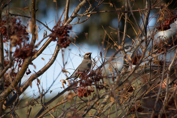 A flock of colorful Bohemian Waxwing birds migrating through the urban metropolis of Calgary...