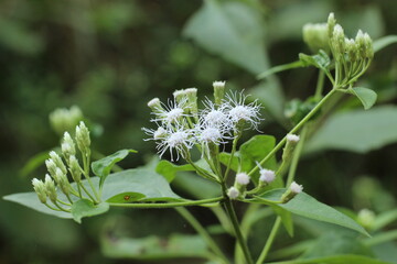 Beautiful white thread flower
