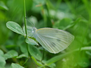 モンシロチョウのクローズアップ