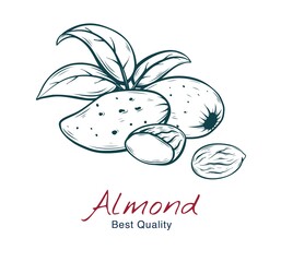 Vector sketch illustration of almond, in shell and without. drawing isolated on white. Engraved style. natural business. Vintage, retro  object for menu, label, recipe, product packaging