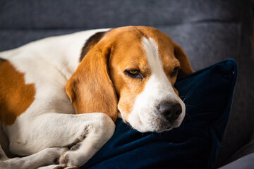 Beagle dog tired sleeps on a cozy sofa in fanny position.