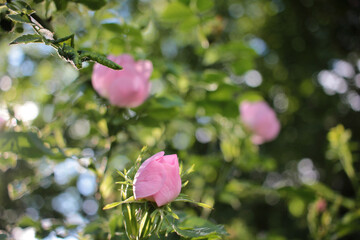 Wild rose bush with delicate pink flowers on the blurred natural green background. Summer landscape. Selective focus
